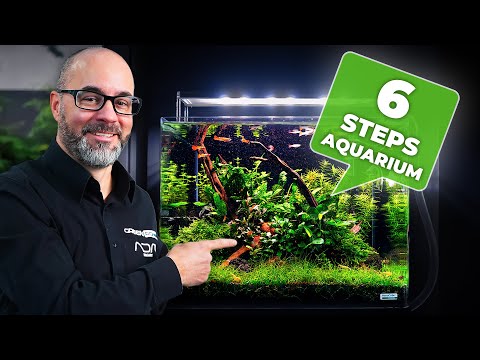 6 EASY Steps for Creating a Stunning Nature-Style Aquarium