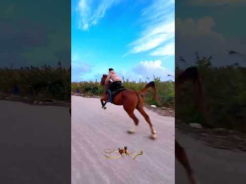 مثل الطيارة ماشاءالله#horse #shorts