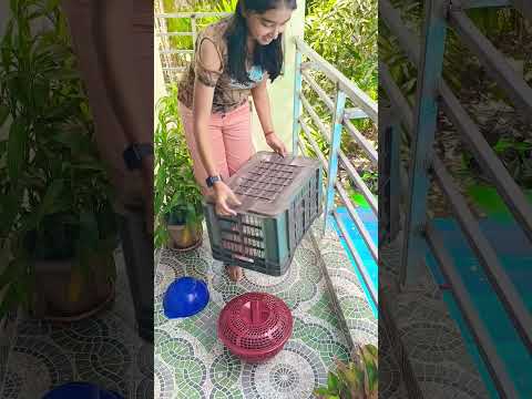 magical blue bowl and cute little kittens #magic #blue #bowl #cute #little #kitten #catvideo #yt