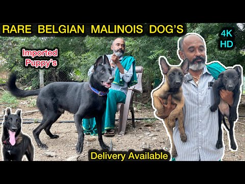 💥BELGIAN MALINOIS Dog's | 2 ஏக்கர் la🔥Dog Farm ah 😱| Imported puppy's | dog kennel #dogstamil