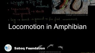 Locomotion in Amphibian