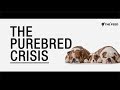 Understanding Bulldog Breeding and Health