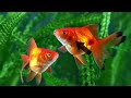 Animal Adaptations and Characteristics