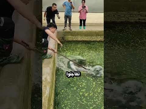 تم العثور على تمساح في مسبح 😯
