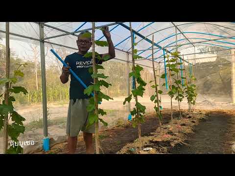 องุ่น58วันหลังปลูกวิธีให้น้ำให้ทั่วถึงในกรณีที่น้ำน้อยอัพเดท ดุ่ย ยูเซอ องุ่น58วันหลังปลูกวิธีให้น้ำให้ทั่วถึงในกรณีที่น้ำน้อยอัพเดท