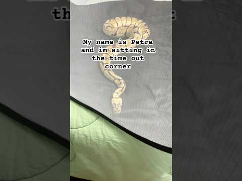 Petra is in time out #lol #snake #funny #fyp #cute #animal #pet #trend #trending #shorts