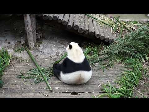 Giant panda hides to eat food