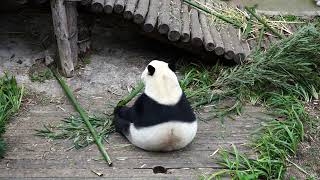 Giant panda hides to eat food