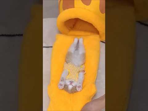 やんちゃな猫