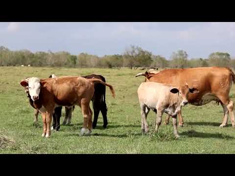 YouTube video thumbnail: Australia Expands Grain-fed Beef Exports as US Production Falters