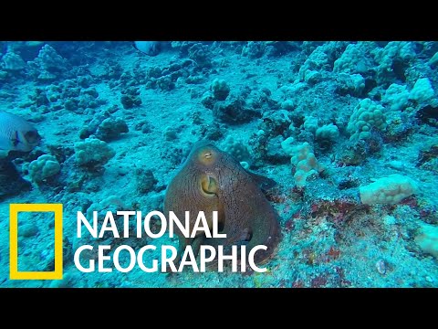 令人目不轉睛的章魚「變色秀」《國家地理》雜誌 - YouTube(1分38秒)