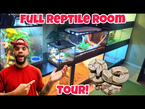 FULL Reptile Room TOUR! 25 Animals...