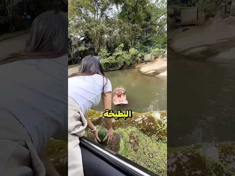 فرس النهر لم يستطع إمساك البطيخة 🥹!؟