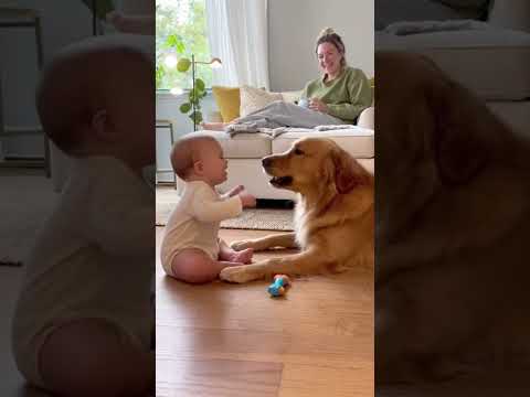 Dog dropshipping a baby 50