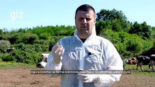 Mastiti te lopët: si ta dallojmë dhe ta parandalojmë?