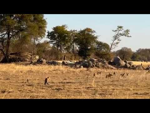 Leopard takes on a baboon troop