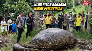 Ngeri‼️ Penemuan Ular Piton Raksasa di Pinggir Hutan, Ukuran Tubuhnya Bikin Warga Sekampung Gempar