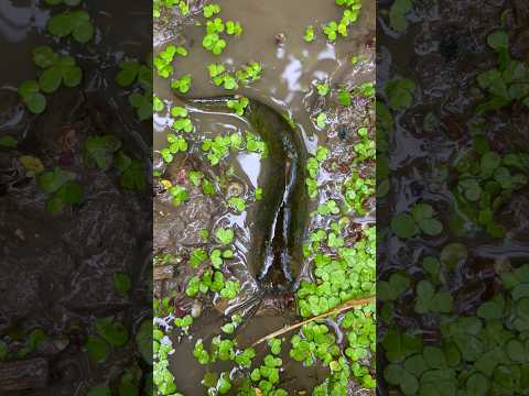 dhan ke kheet se main pakerliya singi machli🐟😍(529) hindi village fishing video #villagefishing