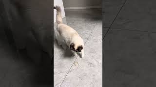 Happy cat!Bella!