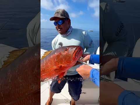 Fin fish की ऐसी फिशिंग अपने जिंदगी में नहीं देखी हगी"#ytshorts  #fishing  #facts