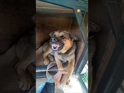 😱A very kind German Shepherd growls😄