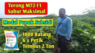 Terong m72 f1 modal pupuk subsidi,1000 batang petik ke6 tembus 2 ton