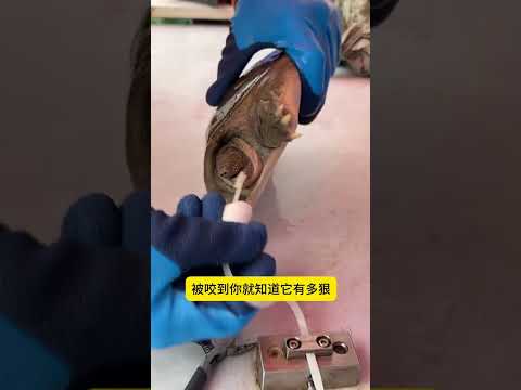 甲魚 被咬到你就知道它有多狠 #甲魚防咬頭套