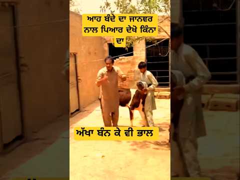 ਆਹ ਬੰਦੇ ਦਾ ਜਾਨਞਰ  ਨਾਲ ਪਿਆਰ ਦੇਖੋ ਕਿੰਨਾ ਦਾ #shortfacts #ytshorts