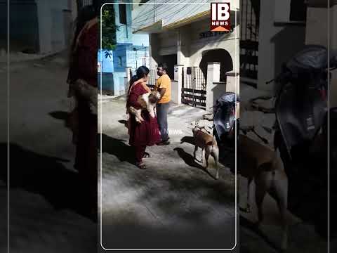 தொடரும் தெரு நாய்க்களின் பிரச்சனை! | StreetDogs | DogLovers | Dogs