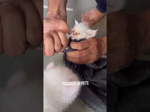 Meri cat ne apne hi baby ko mar dala | #shorts