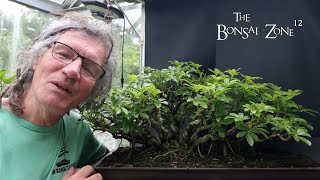 Repotting My Banyan Style Dwarf Schefflera, The Bonsai Zone, Aug 2025