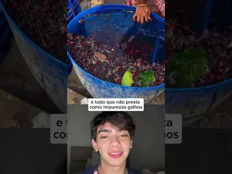 🍊 Coloca na água e tudo que não presta sobe! Depois, só tirar! Fácil, né? 🔥 #Colheita #DicaGenial