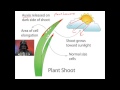 Plant Responses and Tropisms