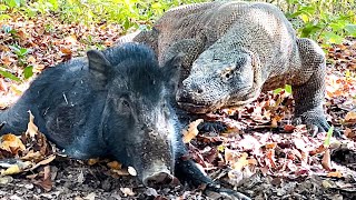 New Komodo Eat Wild Boar