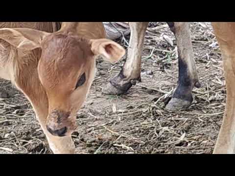 Calf and Cow 🐄🐮 baby feeding