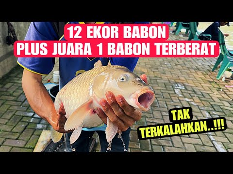 Ikan Babon Makan Telak Gak Takut Mocel | Juara 1 Lomba Mancing Ikan Mas