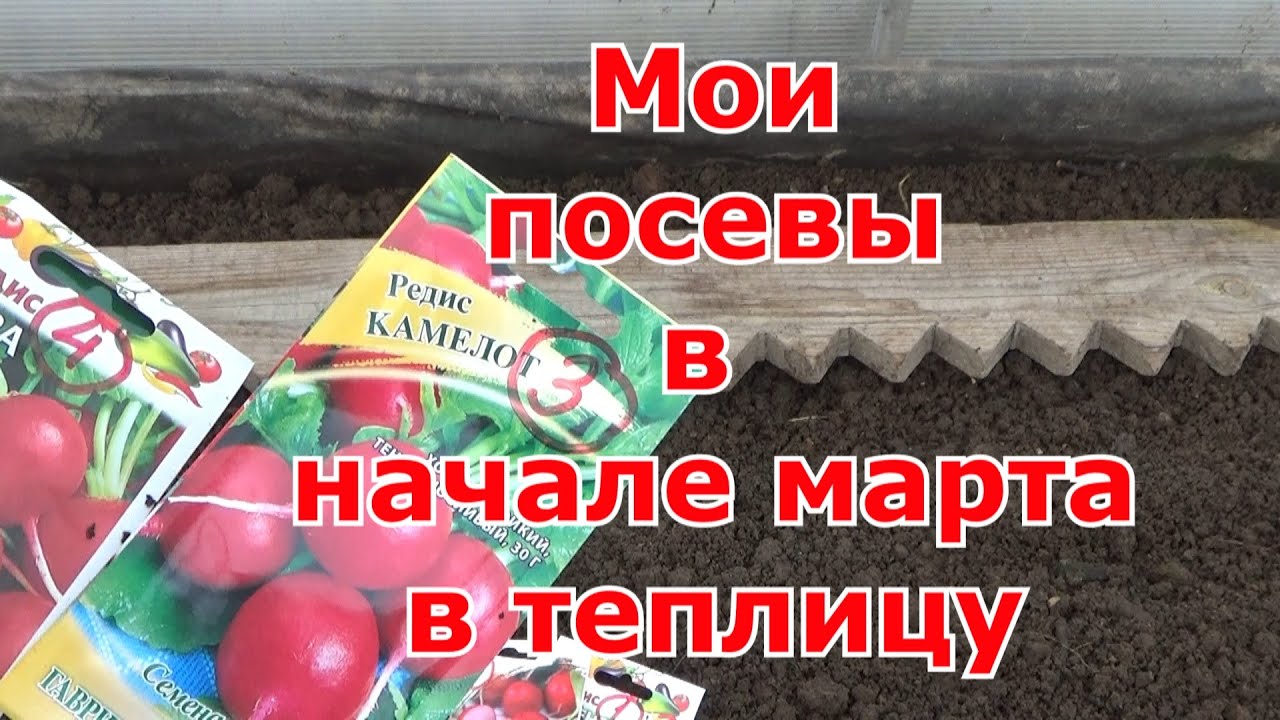 Посев редиса, зелени и посадка севка на перо в теплицу для раннего урожая и совместных посадок