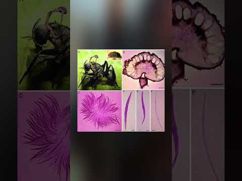 เชื้อ THE LAST OF US