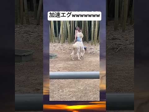 アルパカ体験で襲われて人生最速で走る友達wwwwwwww #おもしろ #元気になる動画 #アルパカ #ウサインボルト