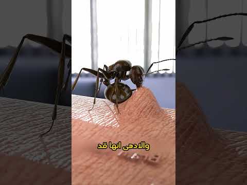 كيف يهاجمك النمل حقًا؟ الحقيقة الصادمة! 🐜💥