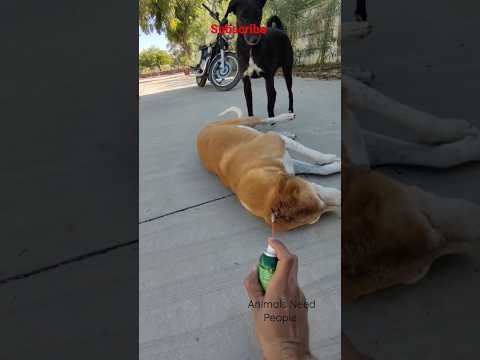 Kaalu Or Roxi ! brown wali ko chot Lag gai #animalsneedpeople #streetdog #labrador #dog#family#viral