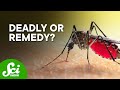 Understanding Yellow Fever and Mosquito Transmission