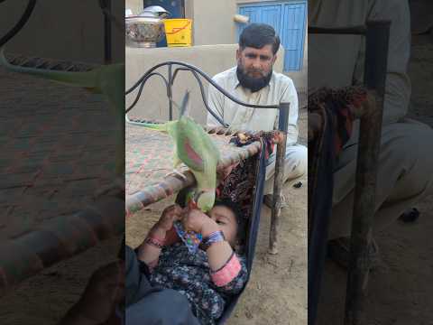 Parrot snatched papad from Eliza cute baby #parrot