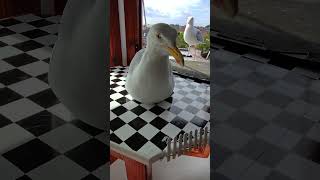 My Pet Seagull Mastered His Salmon Manners!