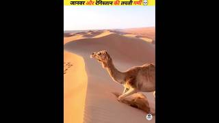 Animals and the extreme heat of the 🏜 #viral