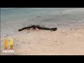 Mystery of the Washed-Up Carcass