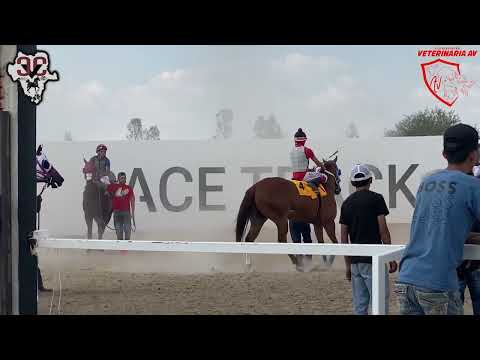 Súper Quinteta, Ejemplares de 4 años en San Marcos Race Tracke!!