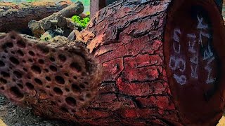This Tree Was Left Untouched for Decades !! Here's Why Sawmillers Avoided It