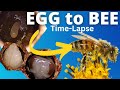 Bee Life Cycle and Development