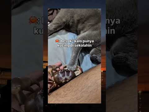 Ini apa dah om kok jalannya miring #cat #cutecat #catvideos #funny #funnycats #kucinglucu